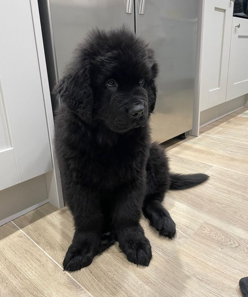 Teddy / Male Newfoundland