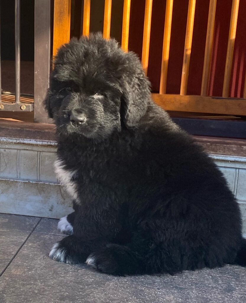 humphreythenewfoundlanddog